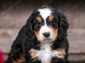 tri-colored male mini bernedoodle near Chicago Illinois