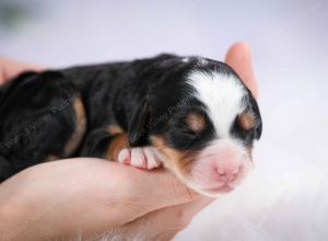 tri-colored male mini bernedoodle near Chicago Illinois