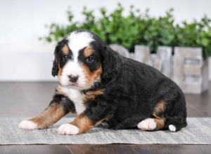 tri-colored male mini bernedoodle near Chicago Illinois