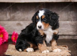 tri-colored male mini bernedoodle near Chicago Illinois