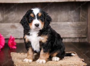 tri-colored male mini bernedoodle near Chicago Illinois