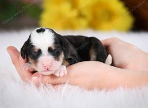 tri-colored male mini bernedoodle near St Louis Missouri