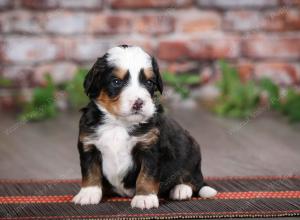 tri-colored male mini bernedoodle near St Louis Missouri