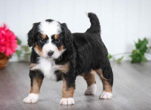 tri-colored male mini bernedoodle near St Louis Missouri