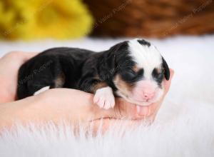 tri-colored male mini bernedoodle near St Louis Missouri