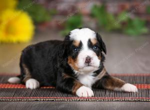 tri-colored male mini bernedoodle near St Louis Missouri