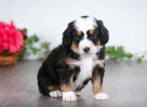 tri-colored male mini bernedoodle near St Louis Missouri