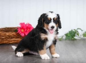 tri-colored male mini bernedoodle near St Louis Missouri 