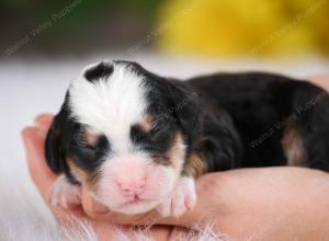 tri-colored male mini bernedoodle near St Louis Missouri