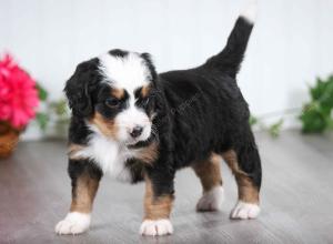 tri-colored male mini bernedoodle near St Louis Missouri