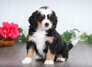 tri-colored male mini bernedoodle near St Louis Missouri