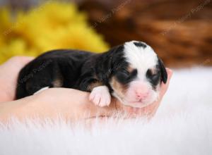 tri-colored male mini bernedoodle near St Louis Missouri