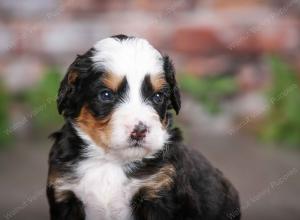 tri-colored male mini bernedoodle near St Louis Missouri