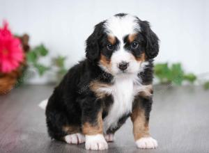 tri-colored male mini bernedoodle near St Louis Missouri