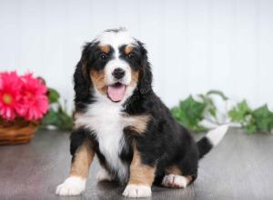 tri-colored male mini bernedoodle near St Louis Missouri 