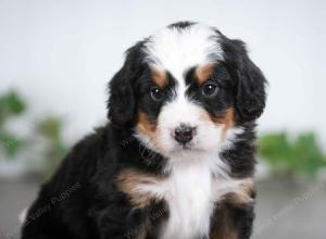 tri-colored male mini bernedoodle near St Louis Missouri