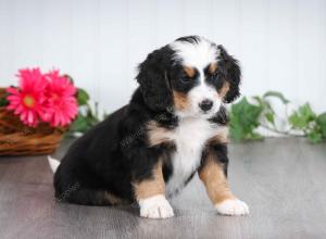 tri-colored male mini bernedoodle near St Louis Missouri 