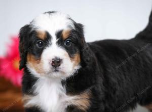 tri-colored male mini bernedoodle near St Louis Missouri 