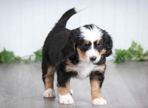 tri-colored male mini bernedoodle near St Louis Missouri 