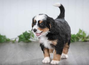 tri-colored male mini bernedoodle near St Louis Missouri 