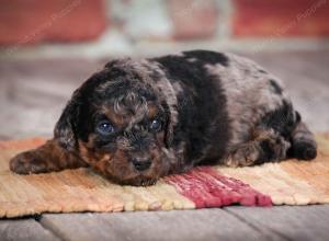 F1B male mini bernedoodle near Chicago Illinois