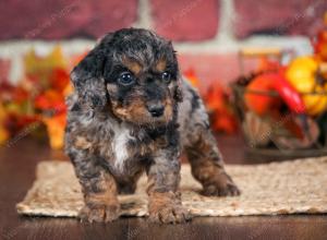 F1B male mini bernedoodle near Chicago Illinois