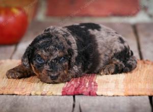 F1B male mini bernedoodle near Chicago Illinois