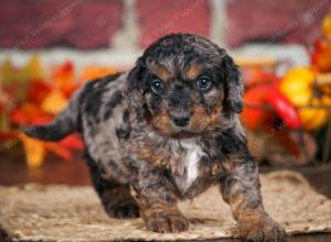 F1B male mini bernedoodle near Chicago Illinois