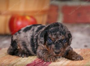 F1B male mini bernedoodle near Chicago Illinois