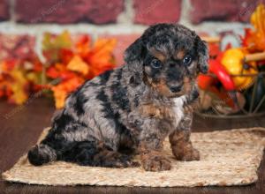 F1B male mini bernedoodle near Chicago Illinois