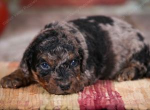 F1B male mini bernedoodle near Chicago Illinois