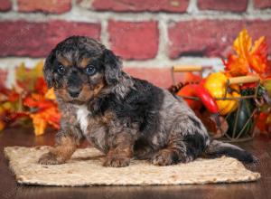 F1B male mini bernedoodle near Chicago Illinois