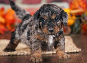 F1B male mini bernedoodle near Chicago Illinois