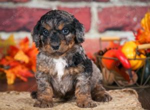 F1B male mini bernedoodle near Chicago Illinois