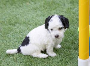 female tiny bernedoodle near Chicago Illinois