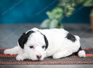 female tiny bernedoodle near Chicago Illinois