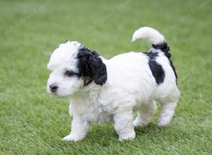 female tiny bernedoodle near Chicago Illinois