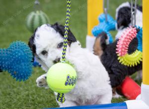 female tiny bernedoodle near Chicago Illinois