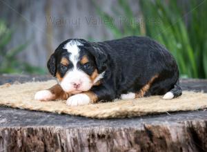 tri-colored mini bernedoodle near Chicago Illinois