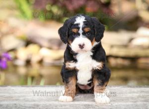 tri-colored mini bernedoodle near Chicago Illinois