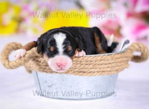 tri-colored mini bernedoodle near Chicago Illinois