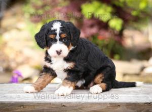 tri-colored mini bernedoodle near Chicago Illinois