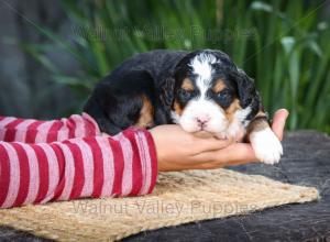 tri-colored mini bernedoodle near Chicago Illinois