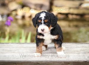 tri-colored mini bernedoodle near Chicago Illinois