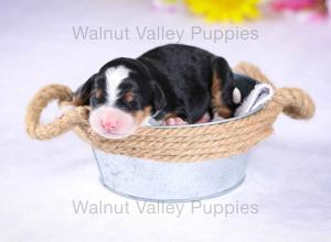 tri-colored mini bernedoodle near Chicago Illinois