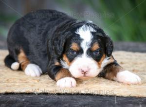 tri-colored mini bernedoodle near Chicago Illinois