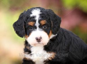 tri-colored mini bernedoodle near Chicago Illinois