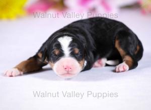 tri-colored mini bernedoodle near Chicago Illinois