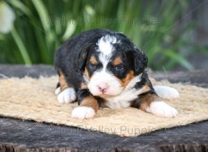 tri-colored mini bernedoodle near Chicago Illinois