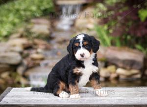 tri-colored mini bernedoodle near Chicago Illinois